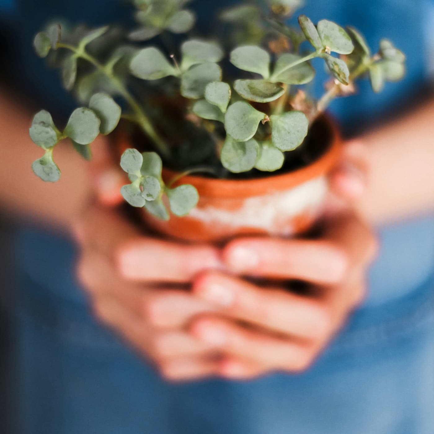 Hands holding plant pot