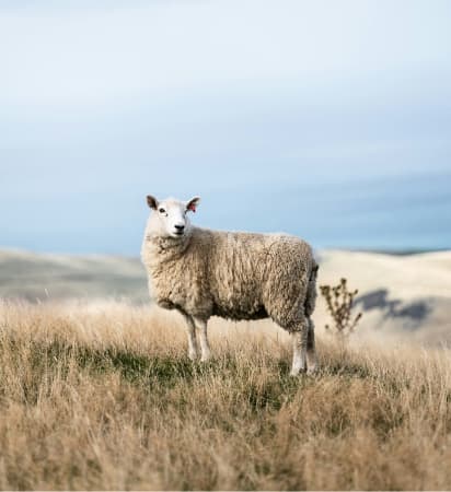 Rural landscape with sheep