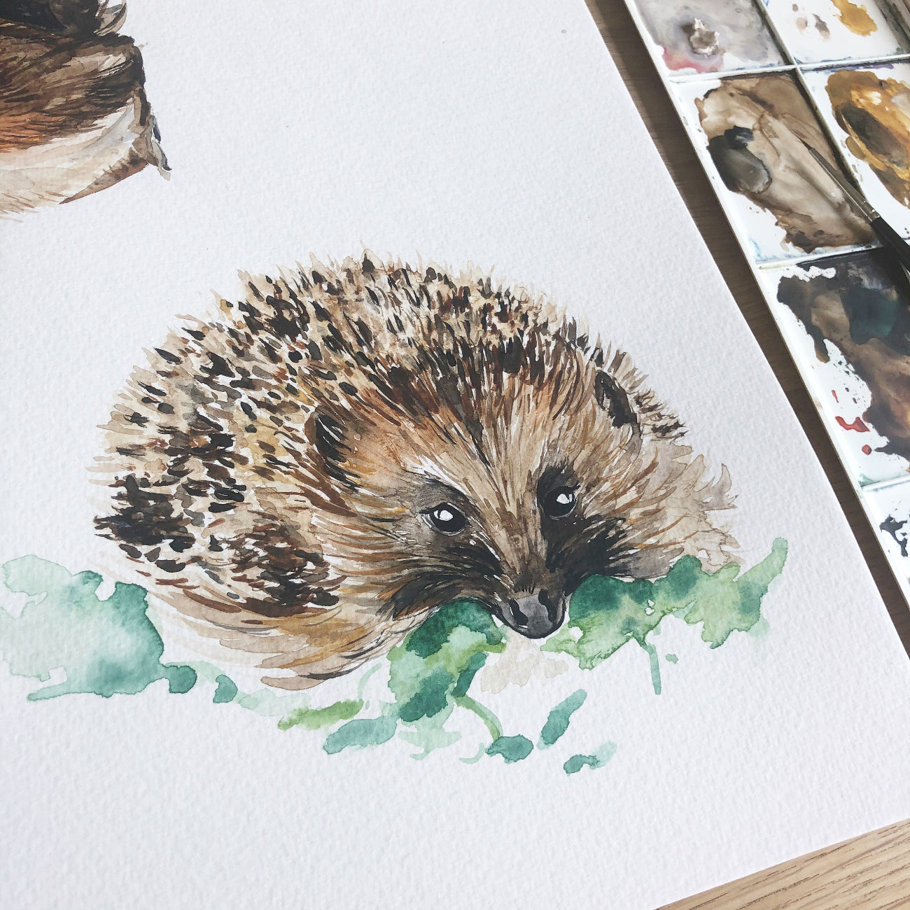 Watercolor painting of a hedgehog on a white background