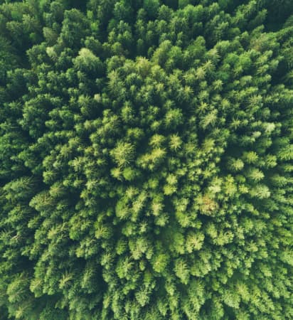 Aerial view of forest